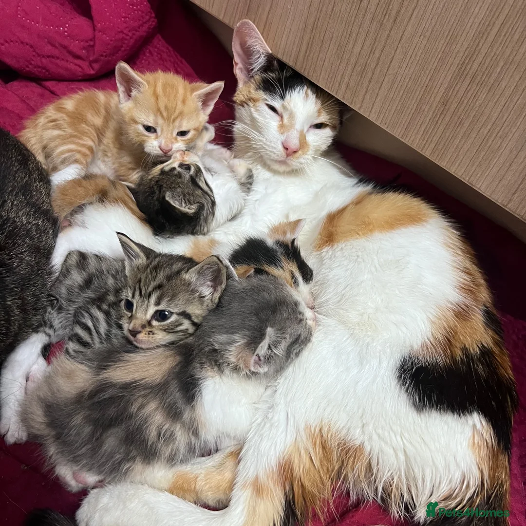 Domestic Shorthair cats for sale: Kittens ready to leave for their new homes  - Advert 1