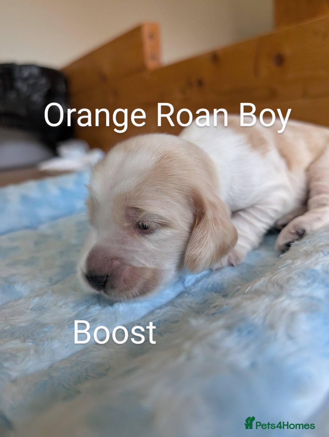 Cocker Spaniel dogs for sale: KC Show Cocker Spaniel pups  - Image 11