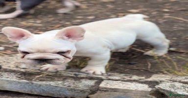 French Bulldog dogs - Advert 16