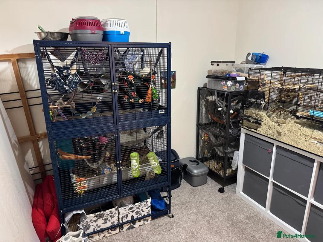 Rat rodents for sale: 2 male rats and cage  - Advert 9