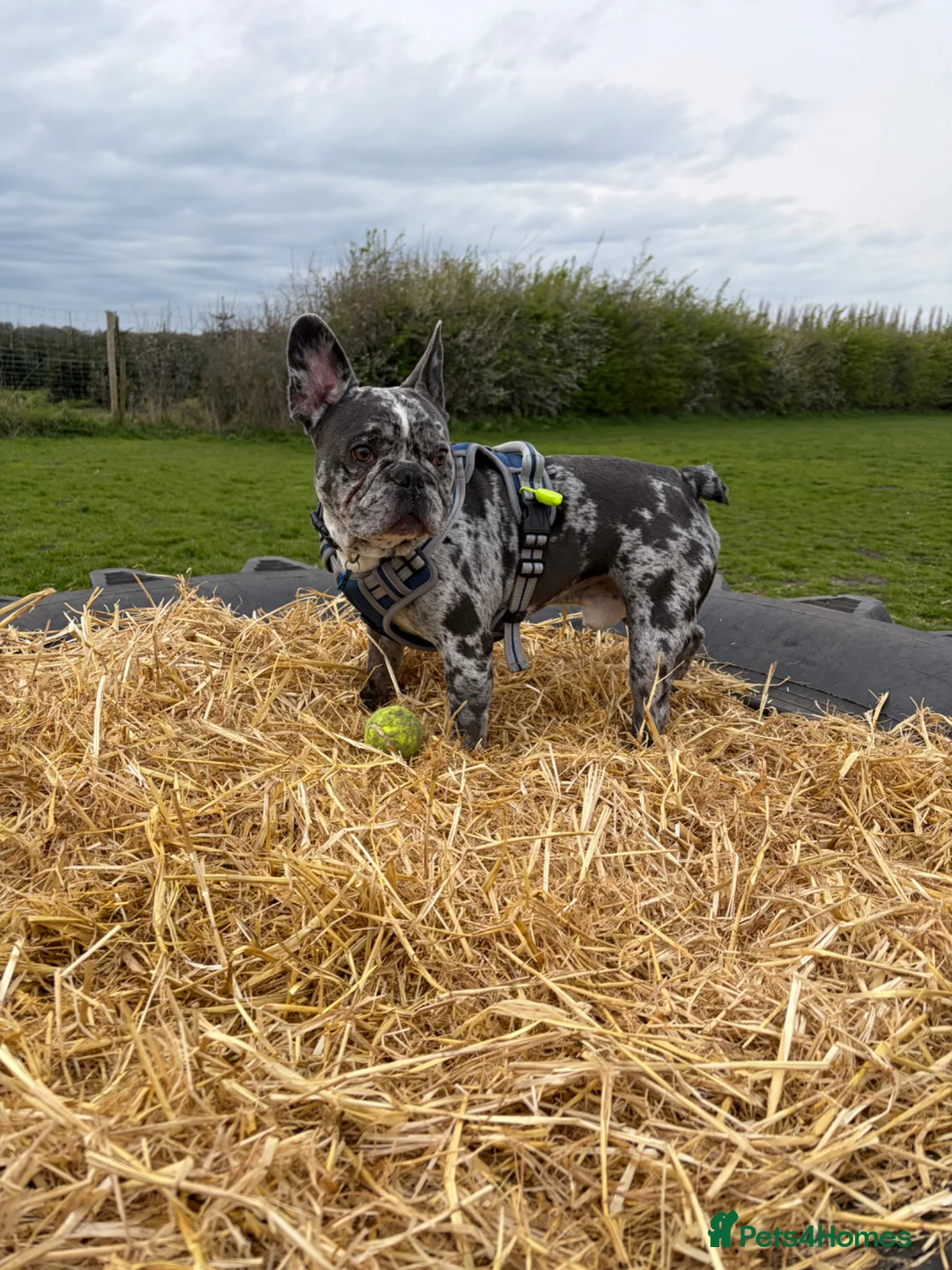 French Bulldog dogs for stud: *Merle French bulldog for stud* in Liverpool - Advert 1