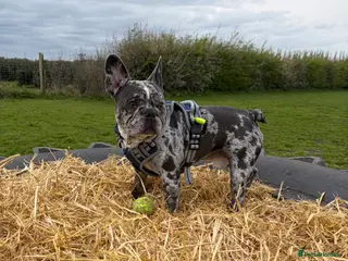 French Bulldog dogs *Merle French bulldog for stud* - Advert 2