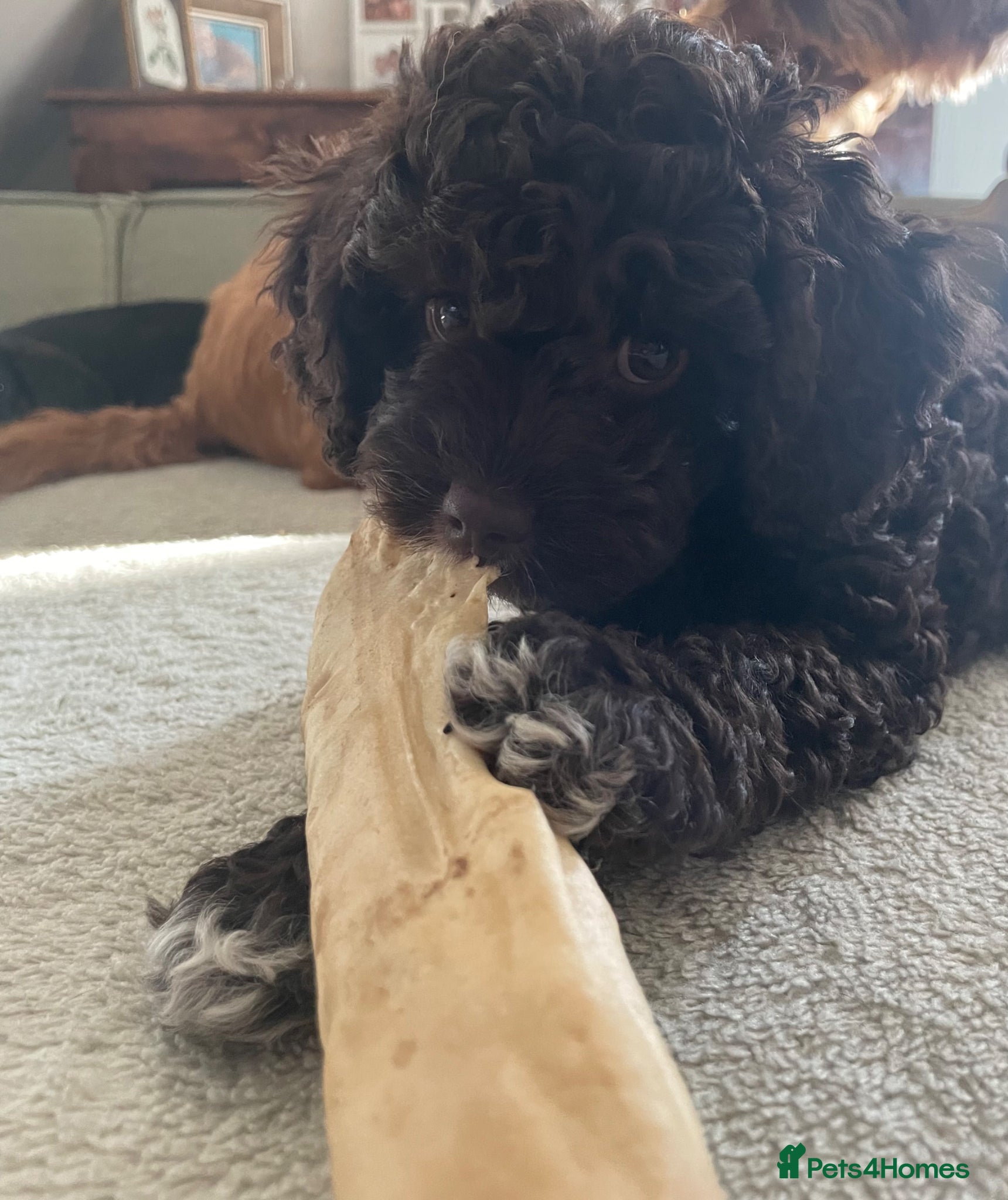 Cavapoo dogs F1 CHOCOLATE Cavapoo’s EXTENSIVELY H/T - Advert 5