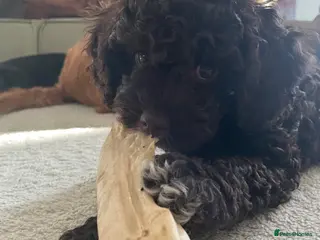 Cavapoo dogs F1 CHOCOLATE Cavapoo’s EXTENSIVELY H/T - Advert 10