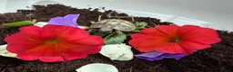 Hermann Tortoise reptiles for sale: Baby Hermanns tortoises available. Setups also ava - Advert 5