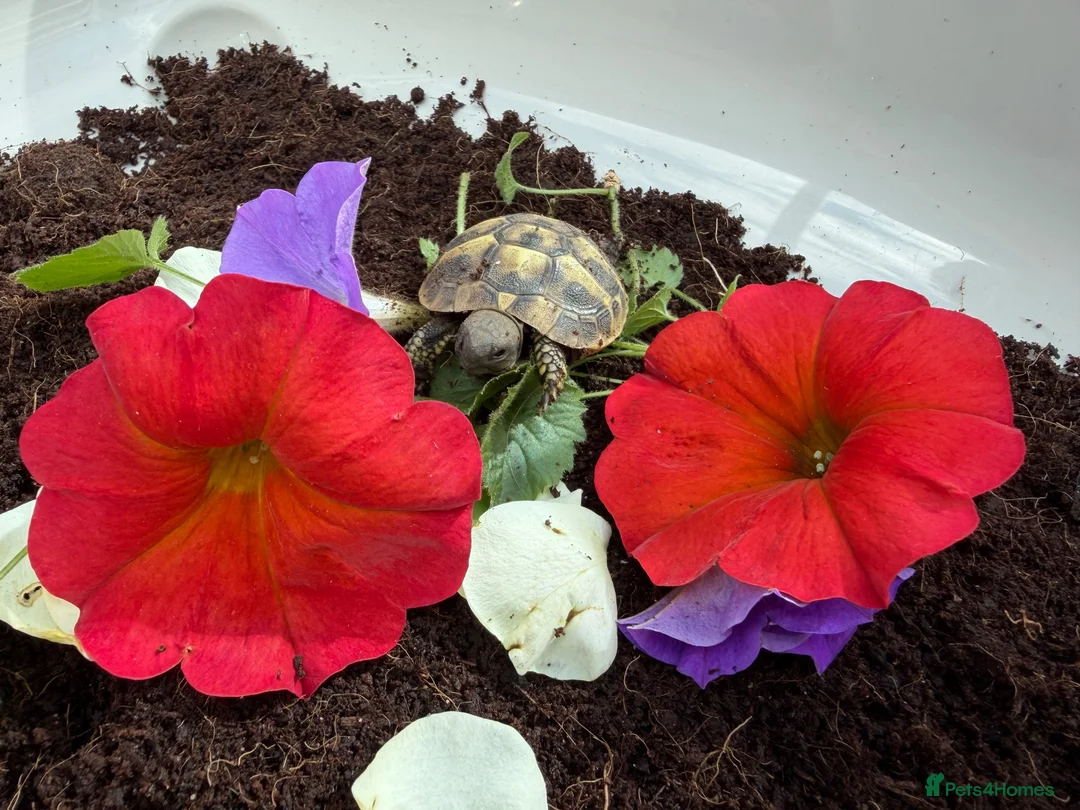 Hermann Tortoise reptiles for sale: Baby Hermanns tortoises available. Setups also ava - Advert 1