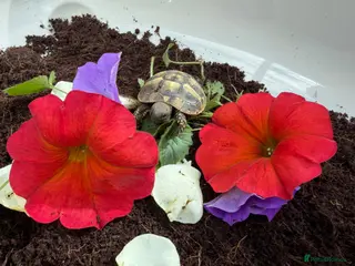 Hermann Tortoise reptiles Baby Hermanns tortoises available. Setups also ava - Advert 1