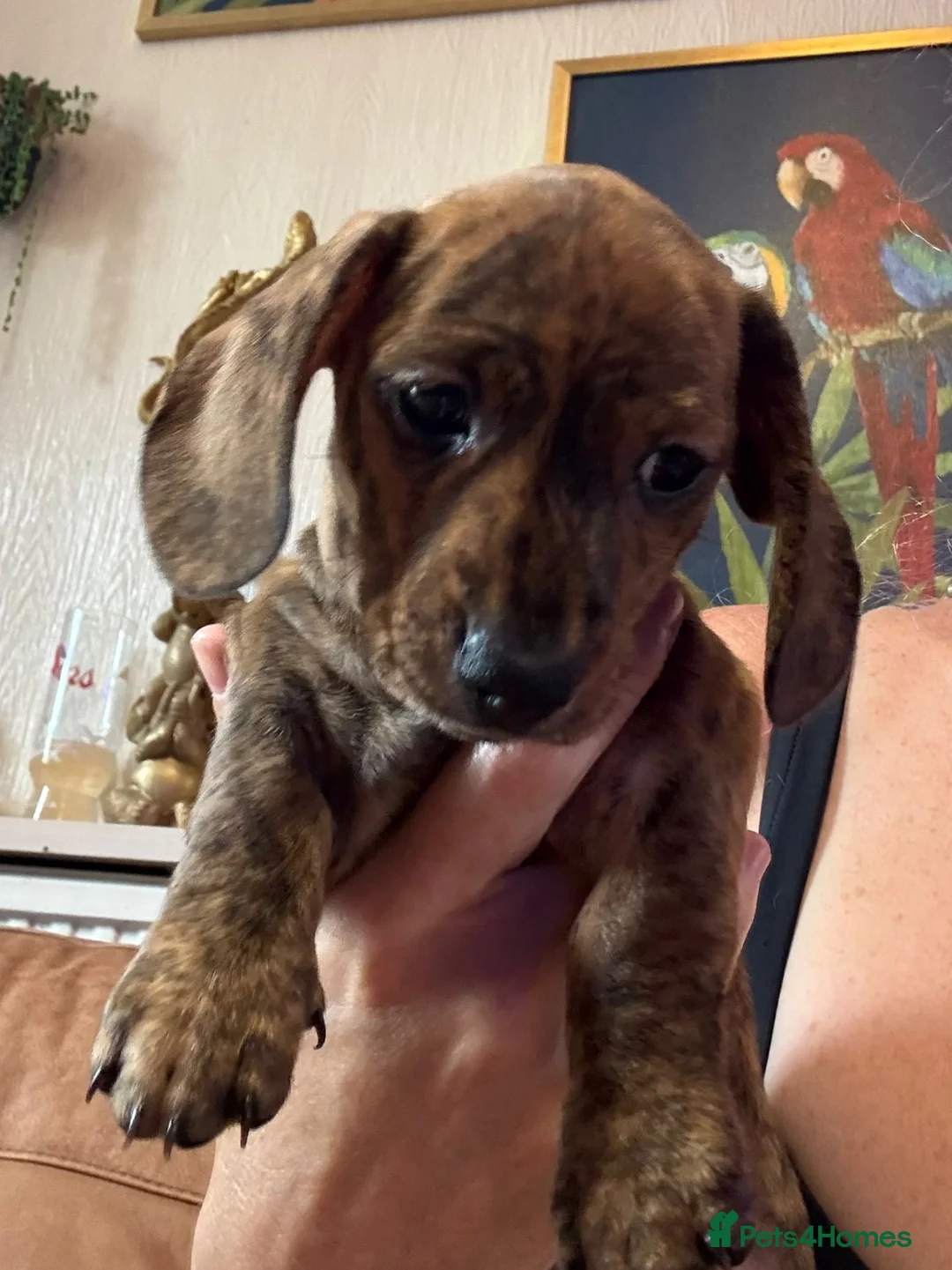Miniature Dachshund dogs for sale: READ NOW litter of miniature dachshunds  - Advert 25