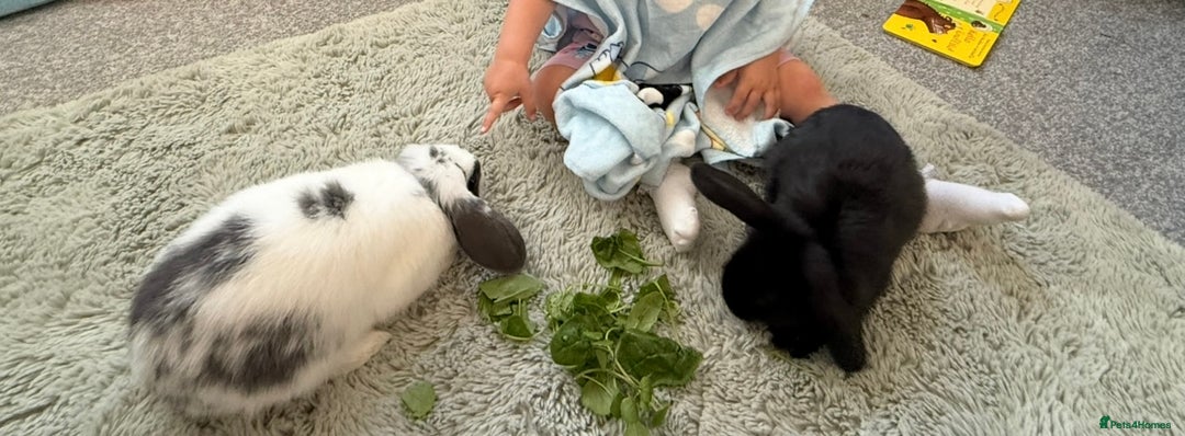 Mini Lop rabbits for sale: Mini lops - Image 1