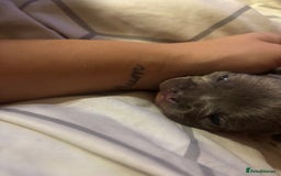 French Bulldog dogs for sale: French bulldogs  - Image 14