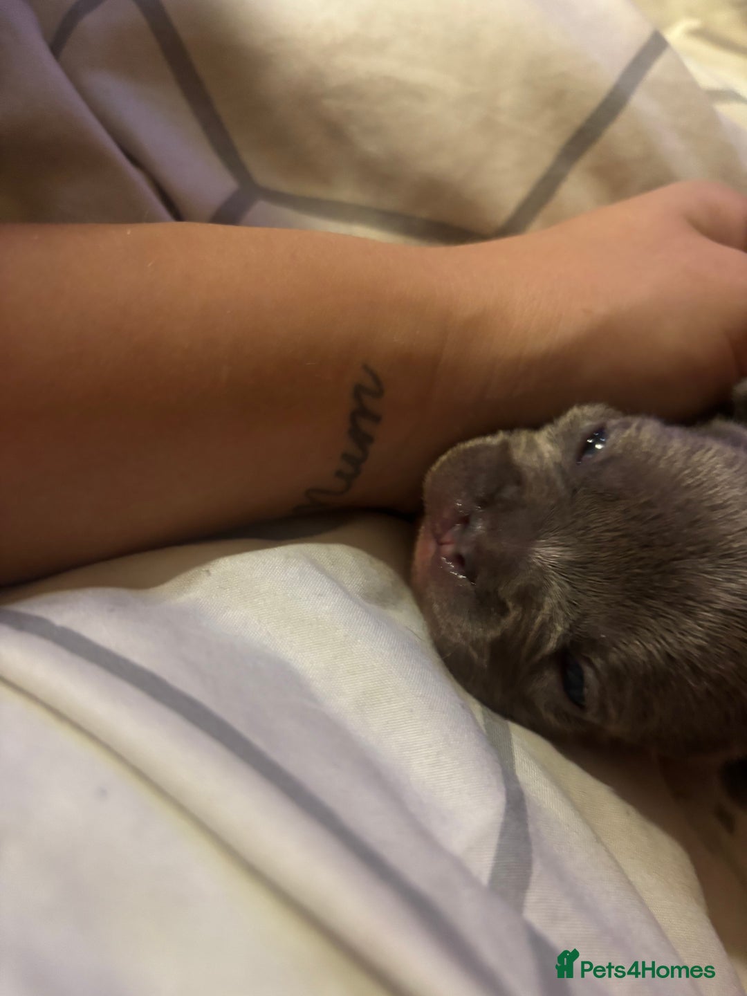 French Bulldog dogs for sale: French bulldogs  - Image 14