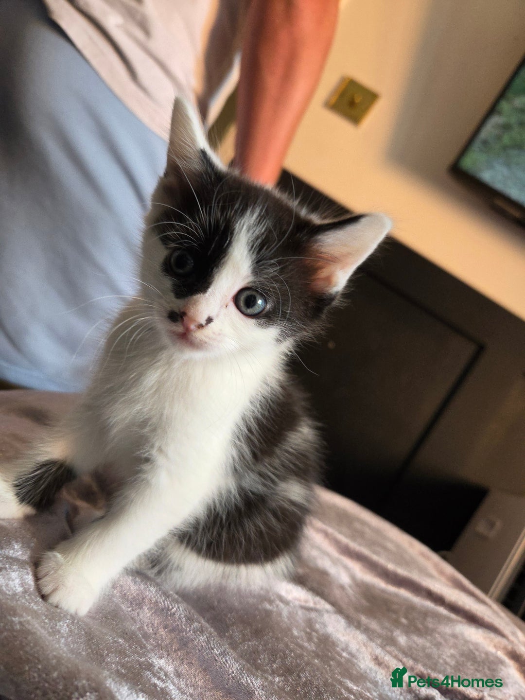 Mixed Breed cats for sale: 3 beautiful friendly females  - Image 3