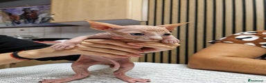 Sphynx Kitten 1