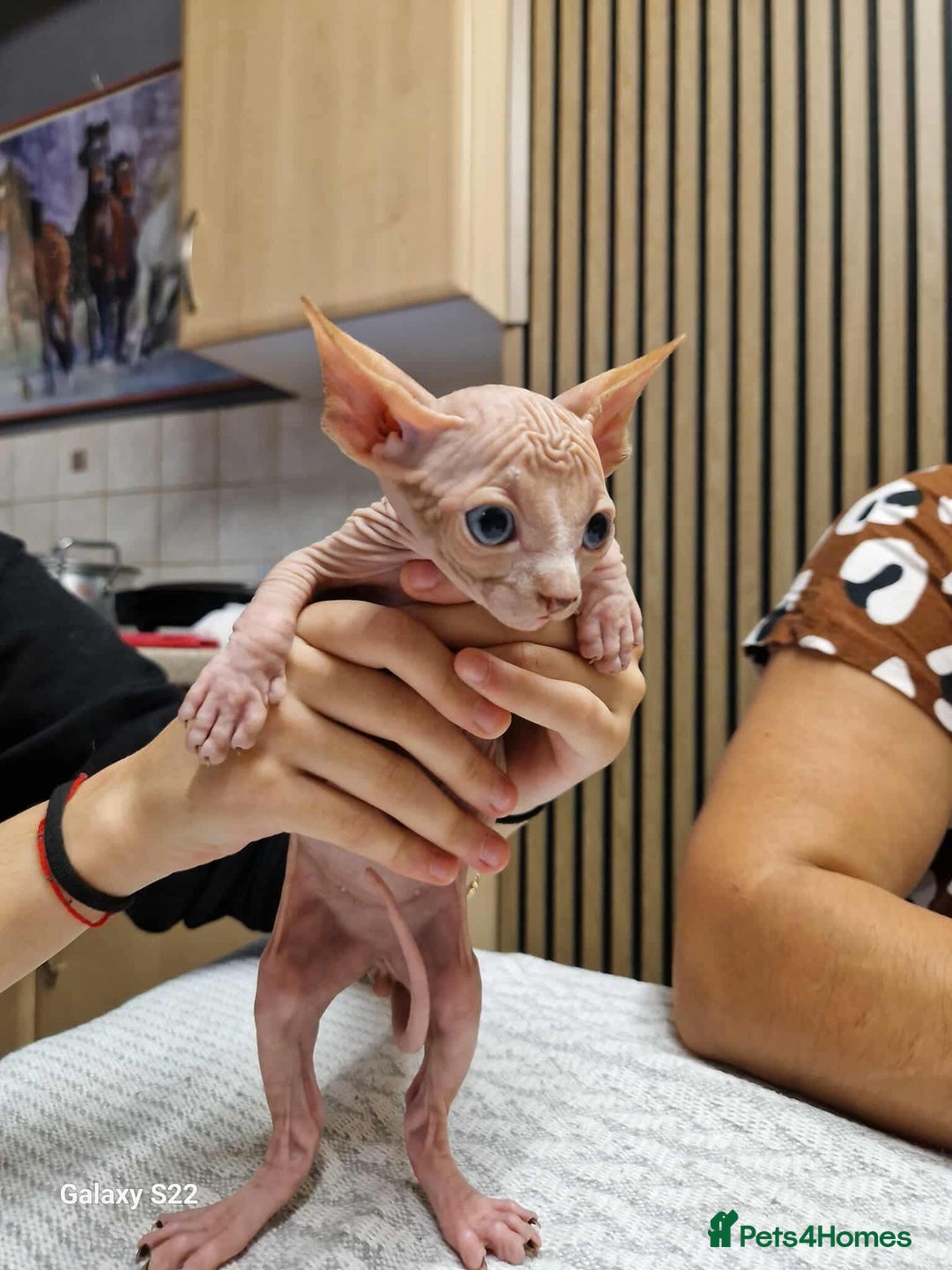 Sphynx cats for sale: Two beautiful little lions  - Advert 14
