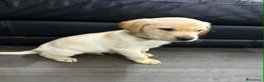Labrador Retriever Puppy 3 green Pluto
