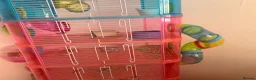Hamster rodents for sale: Female hamster  - Advert 6