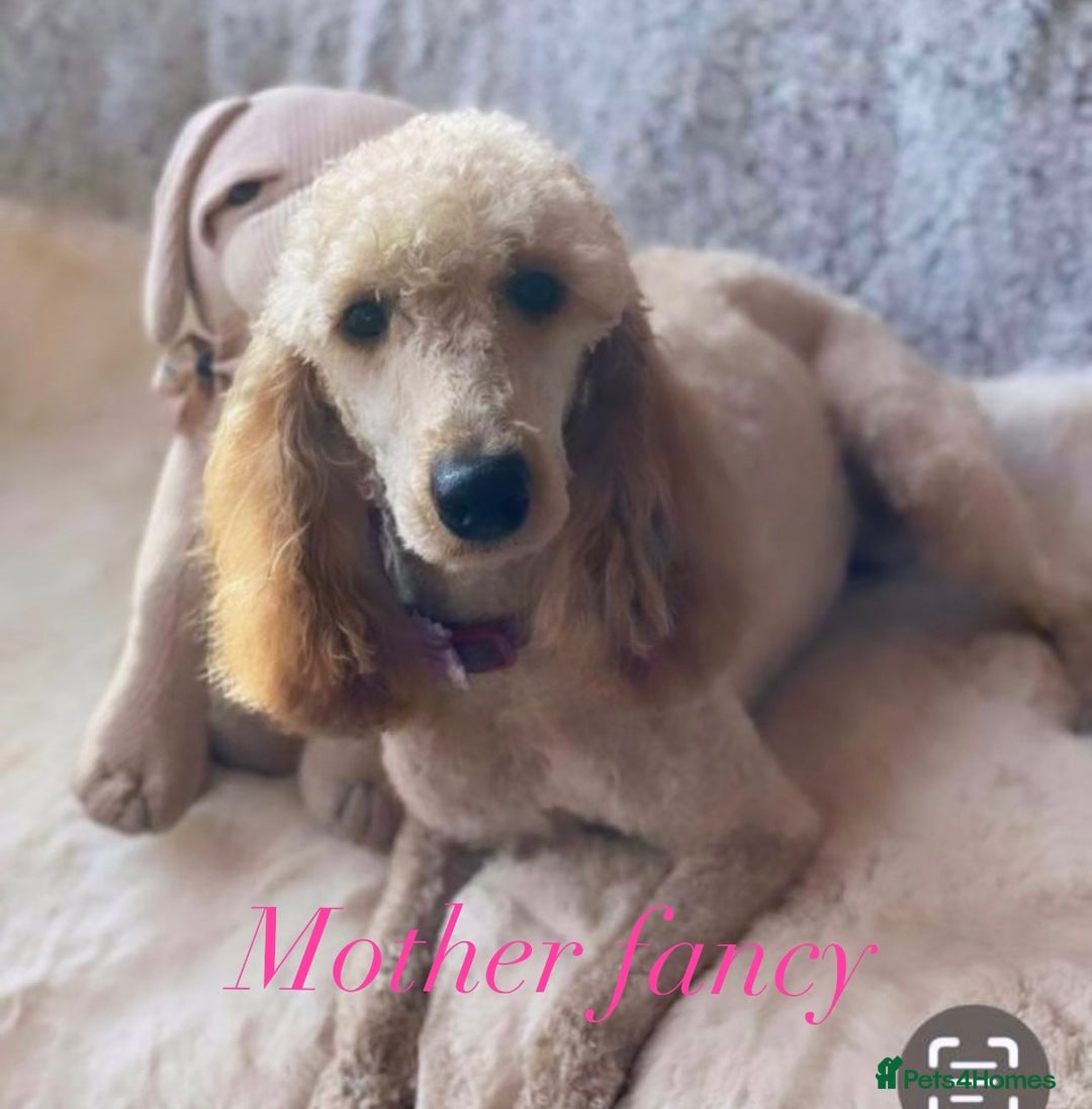 Cavapoo dogs for sale: 8 F1 dna health tested Cavapoos  - Image 22