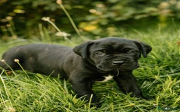 Mastiff dogs for sale: Mastiff pups  - Image 9