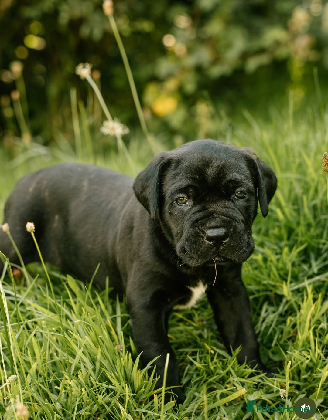Mastiff dogs for sale: Mastiff pups  - Image 9