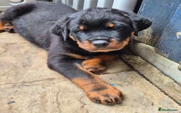 Rottweiler dogs for sale: Rottweiler Puppies in Great Yarmouth - Image 4