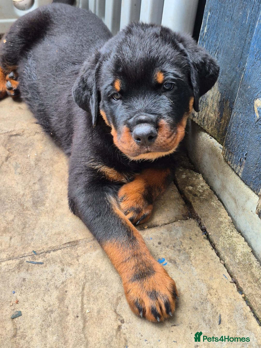 Rottweiler dogs for sale: Rottweiler Puppies in Great Yarmouth - Image 4