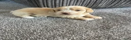 Maltipoo dogs for sale: Here we have a stunning littler of maltipoo pups  in Chipping Norton - Advert 6