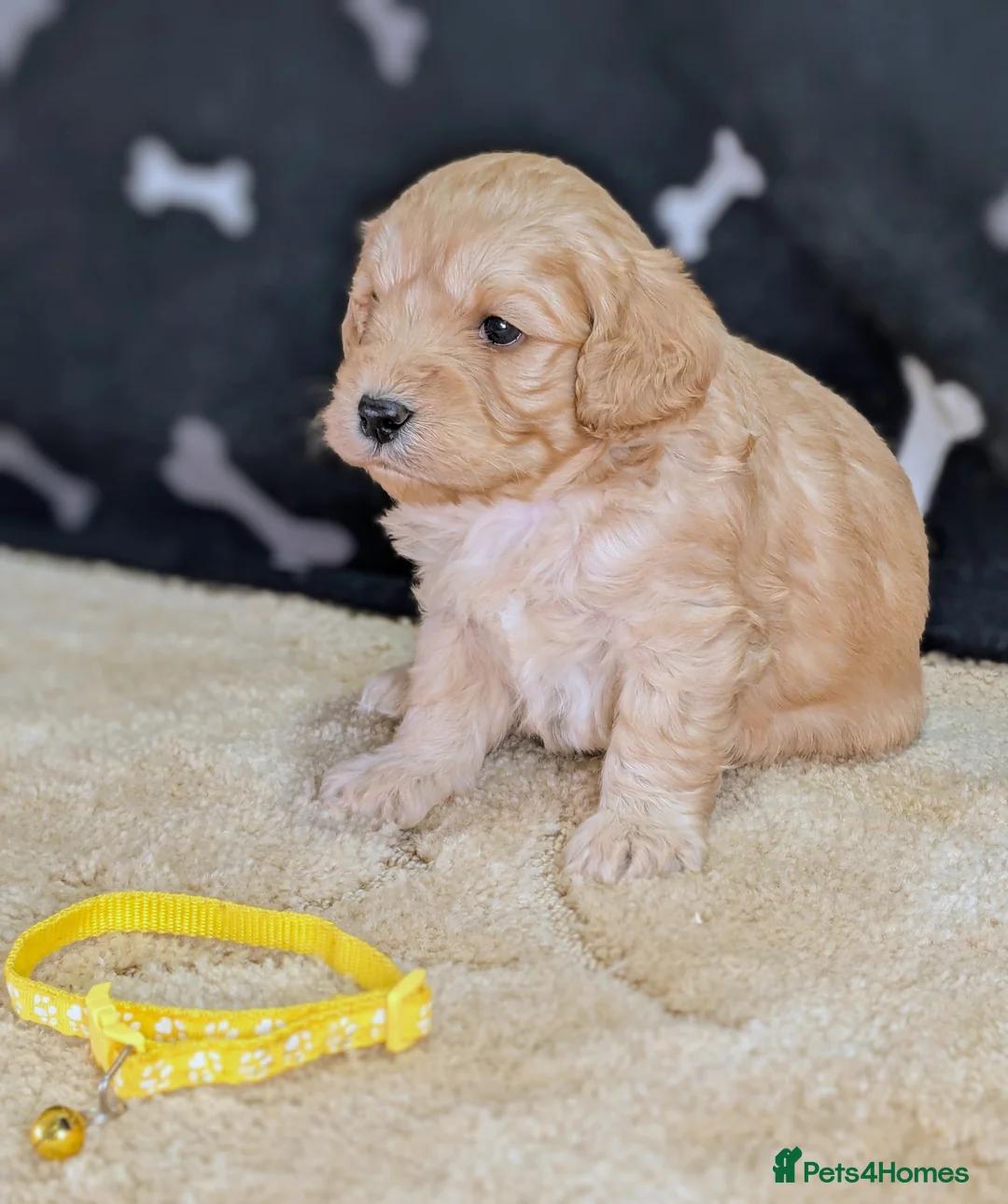 Cavachon dogs for sale: 🐾 3 Little Gentlemen Seeking Their Forever Sofas! - Advert 2