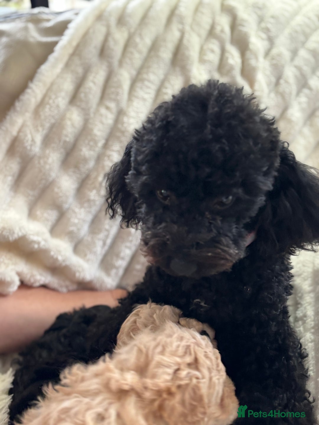 Poochon dogs for sale: Puppies for sale  - Advert 2