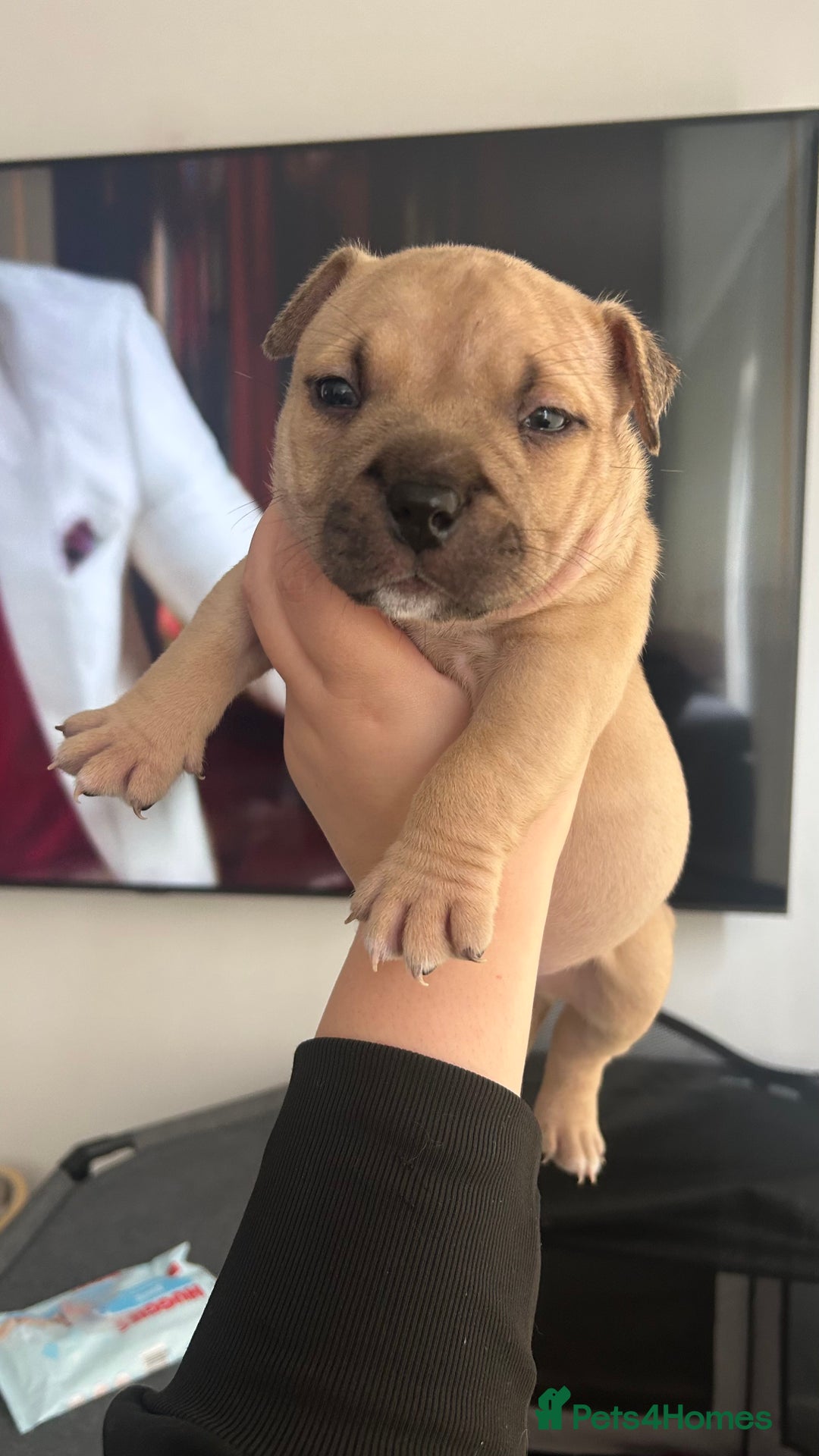 American Bully dogs for sale: Pocket bully puppies *2 females left* - Image 1
