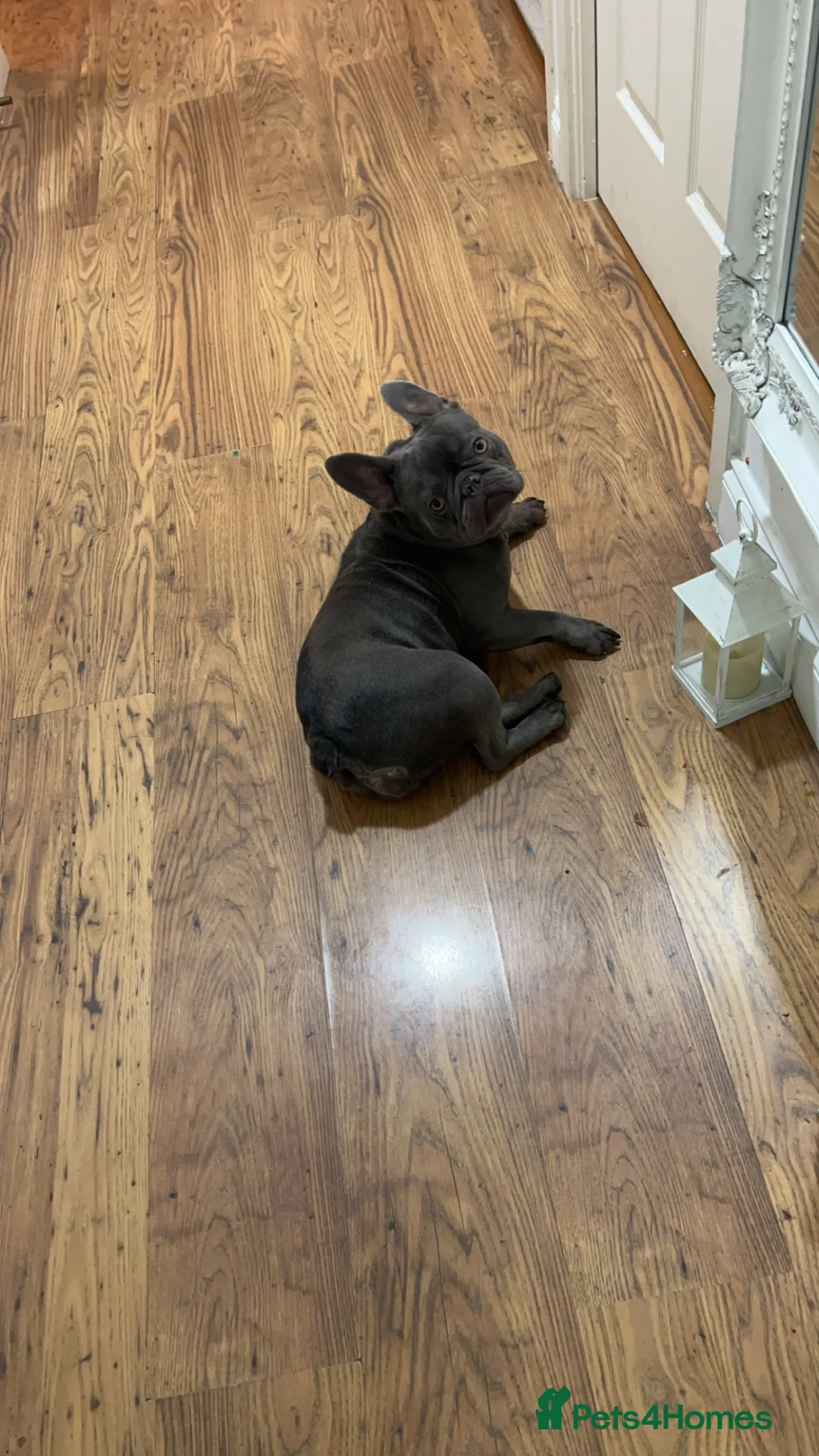 French Bulldog dogs for sale: French bulldog very loving friendly 3 years - Advert 2