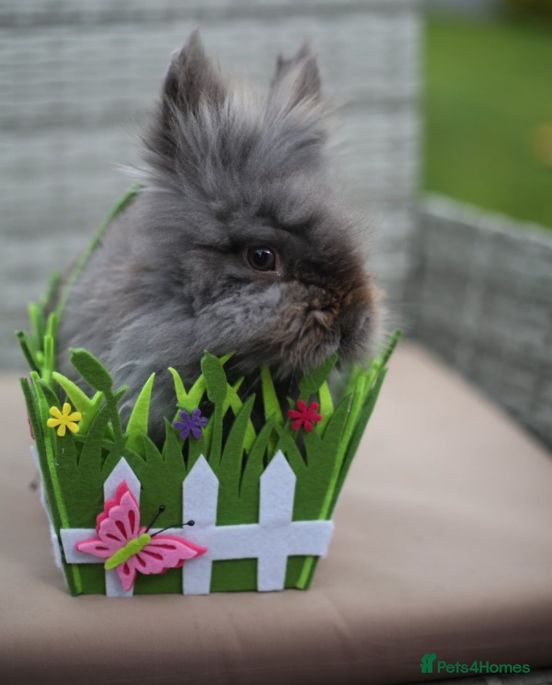Mini Lion Lop rabbits for sale: Mini lion lops  - Image 3