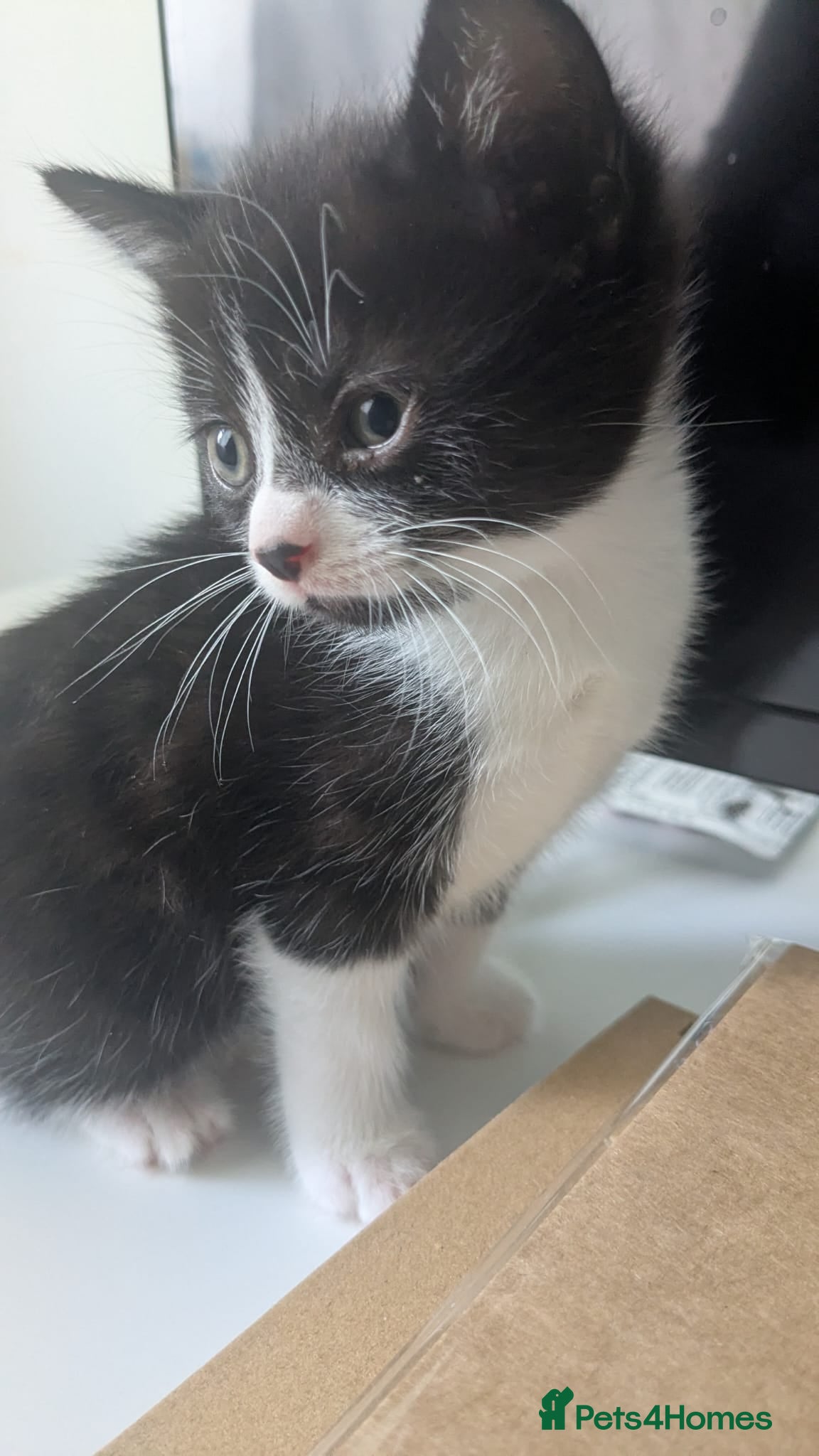 Mixed Breed cats for sale: Kittens  - Advert 6
