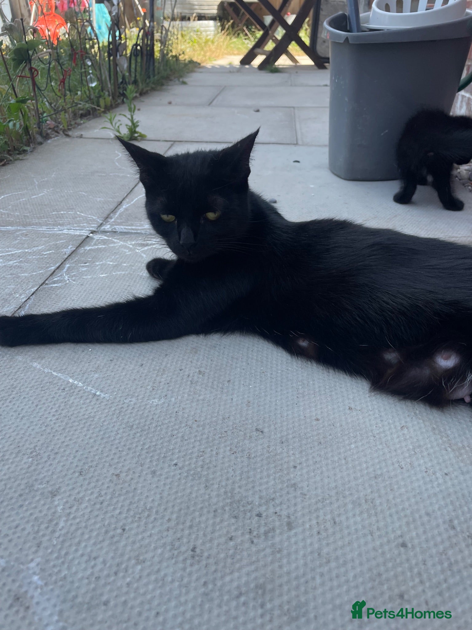 European cats Cats for sale  - Advert 16