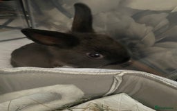 Netherland Dwarf rabbits for sale: Grey Netherland dwarf  - Image 3