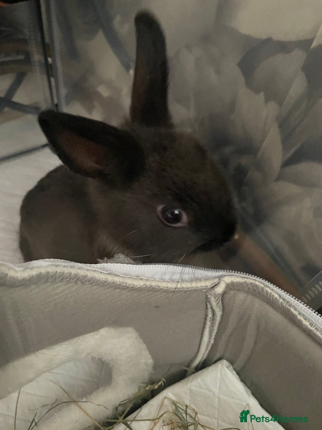Netherland Dwarf rabbits for sale: Grey Netherland dwarf  - Image 3