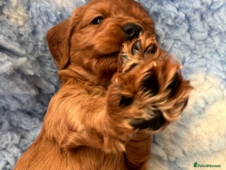 Cockapoo dogs 1 Red F1 Cockapoo girl from DNA clear parents - Advert 3