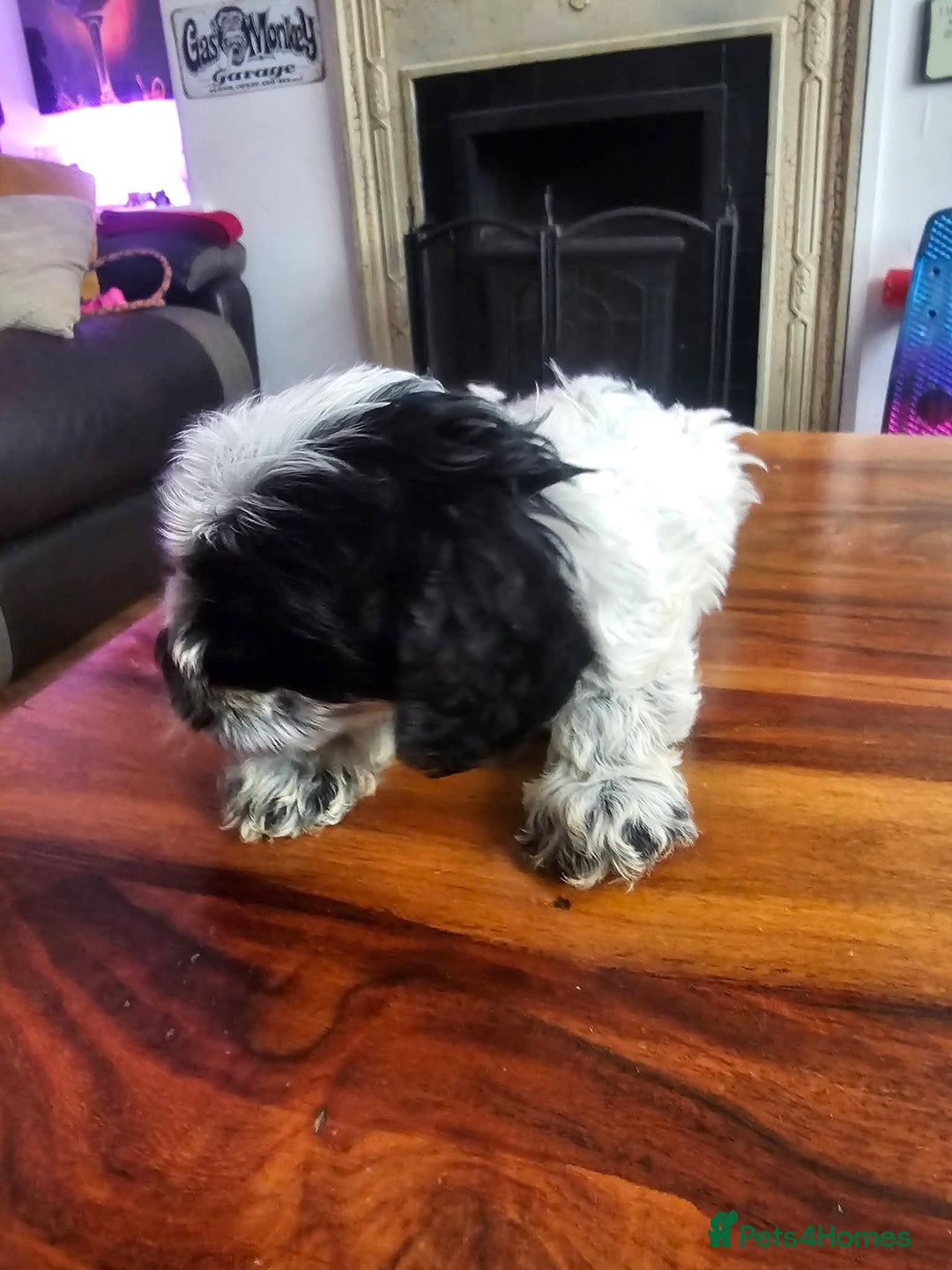 Mixed Breed dogs for sale: caverpoo cocker cross puppies 5 puppys - Advert 11