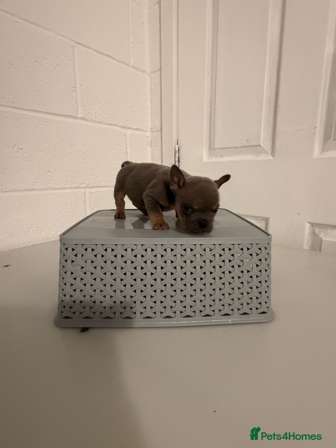 English Bulldog dogs for sale: A LITTER NOT TO BE MISSED 🔥 - Advert 5