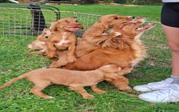 Cocker Spaniel dogs for sale: Working type cocker spaniel boys - Image 2