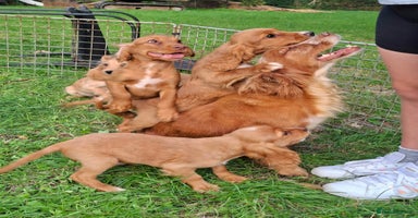 Cocker Spaniel dogs - Advert 2