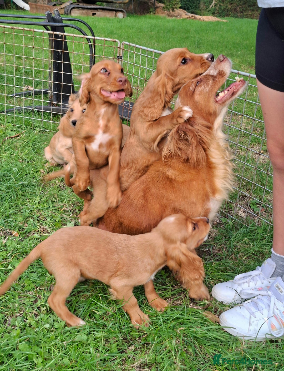 Cocker Spaniel dogs for sale: Working type cocker spaniel boys - Image 2