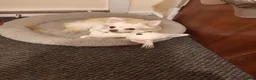 Chihuahua dogs for stud: CHIHUAHUA  in Wolverhampton - Advert 4