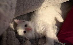 Mixed Breed cats for sale: 4 babies available 2 male 2 female  - Image 11