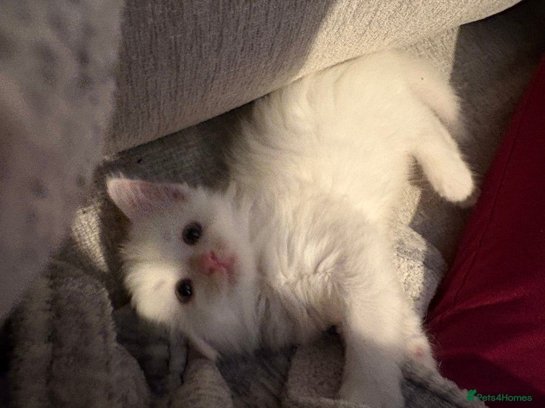 Mixed Breed cats for sale: 4 babies available 2 male 2 female  - Image 11