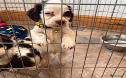 Cocker Spaniel dogs for sale: Cocker spaniel puppies - Image 12