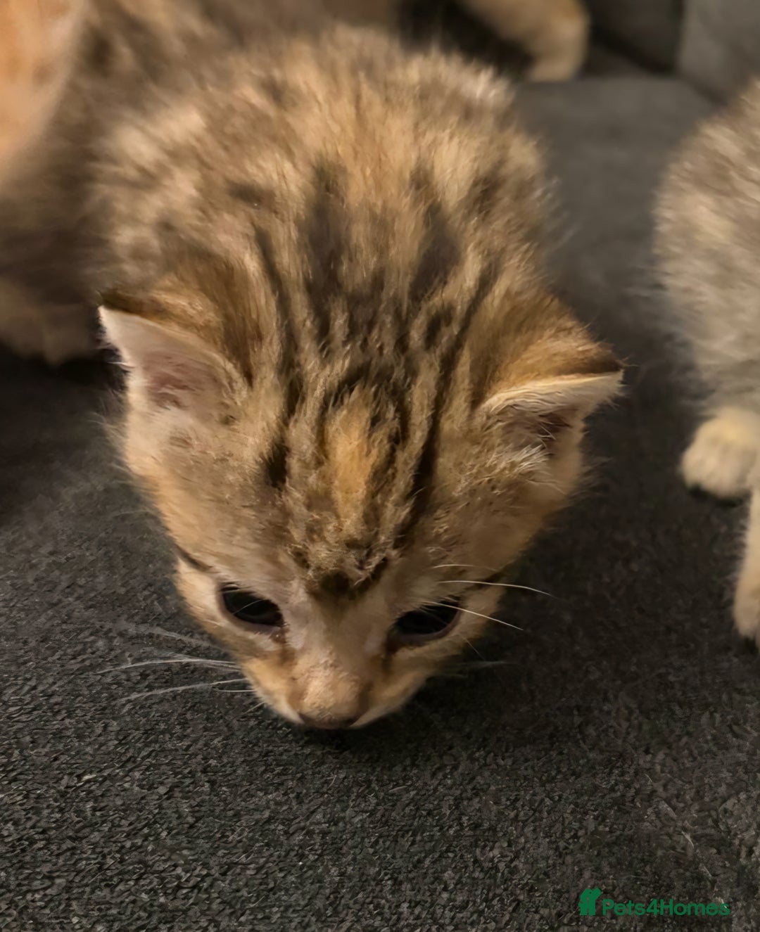 Bengal cats for sale: Absolutely Stunning Bengals  - Image 29