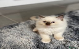 Ragdoll cats for sale: Fully Traceable Traditional Ragdoll Kittens - Advert 13