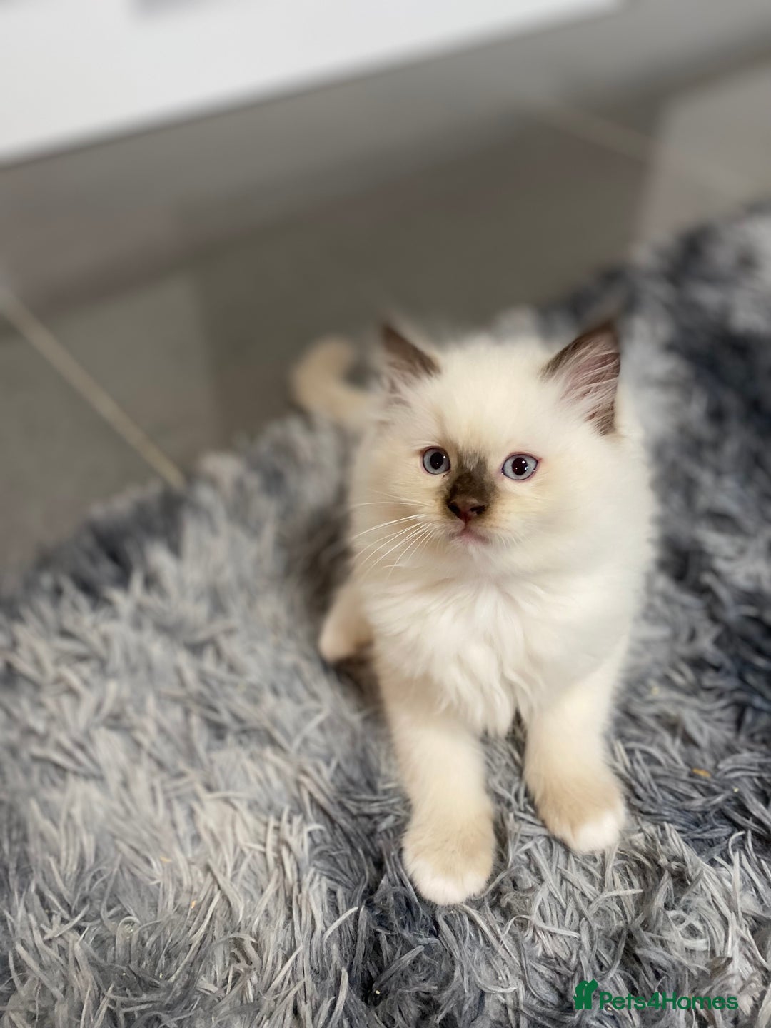 Ragdoll cats for sale: Fully Traceable Traditional Ragdoll Kittens - Advert 13