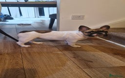 French Bulldog dogs for sale: French Bulldog - Image 9