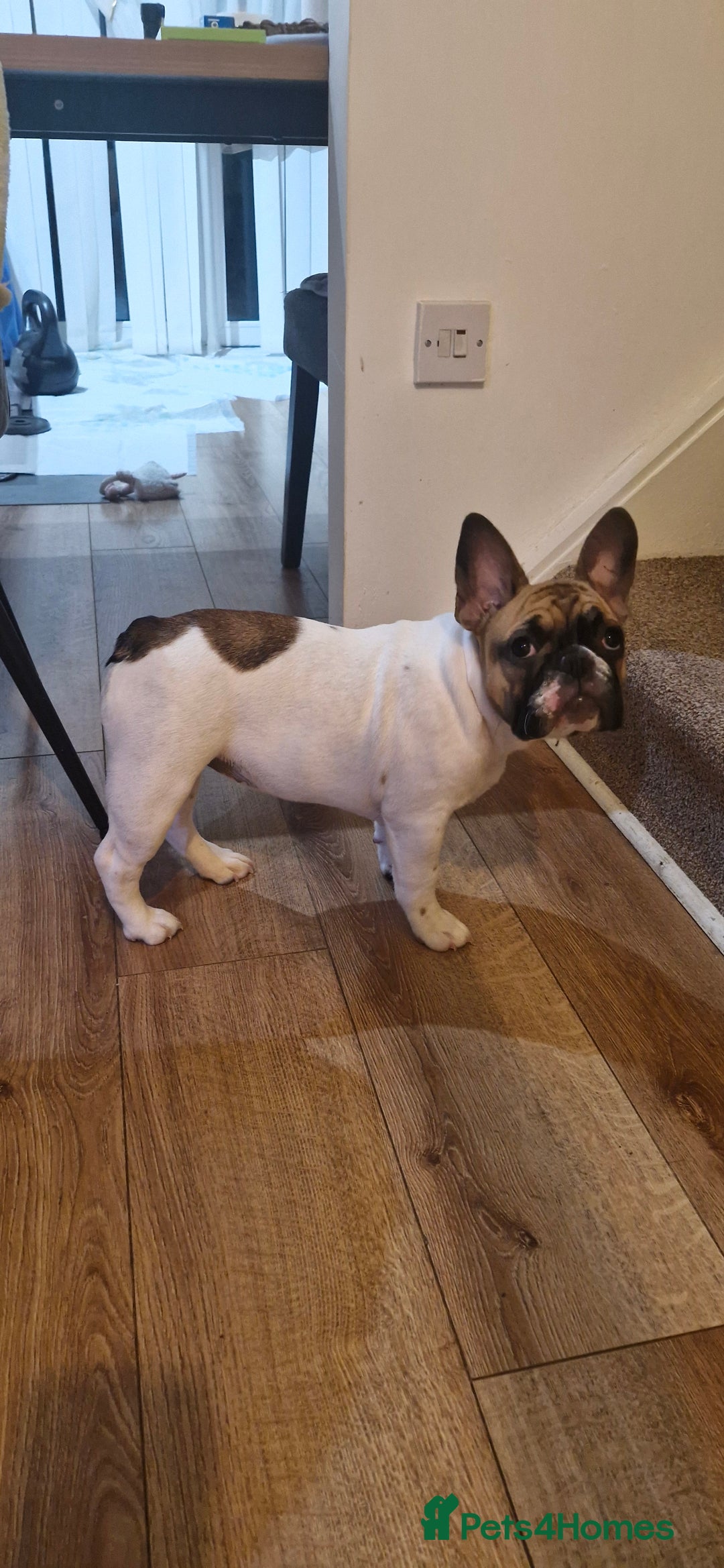 French Bulldog dogs for sale: French Bulldog - Image 9